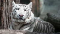 bílí tygři 1zoo3